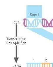 Kim-597510 Jobber für InStaff in Mainz
